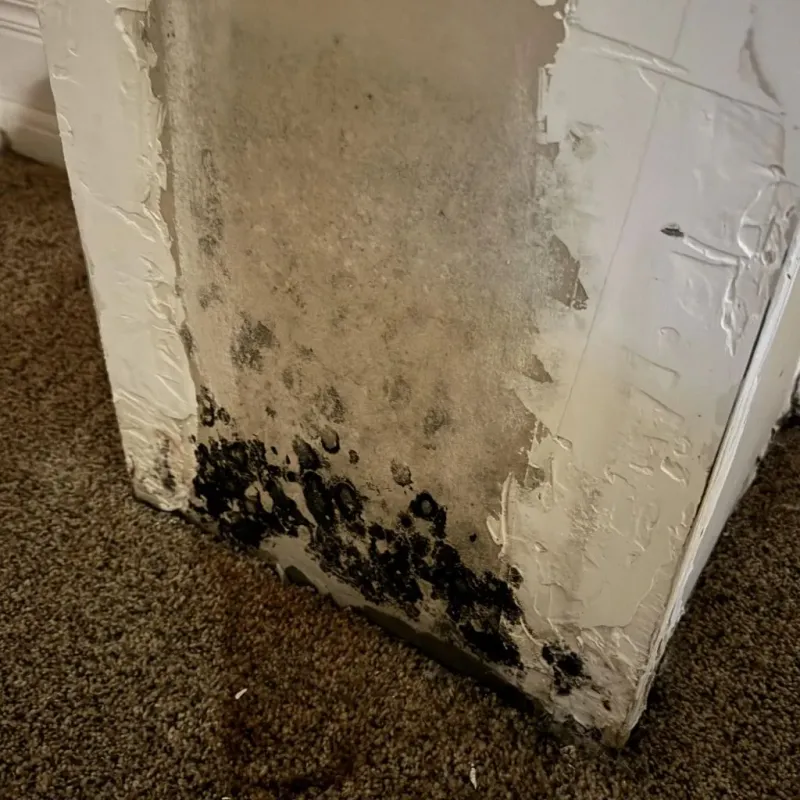 Professional Mold Removal in Celina, OH